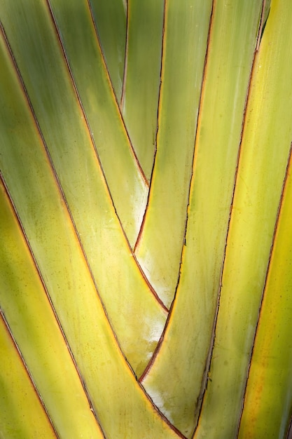 Reizigers palmboom patroon achtergrond