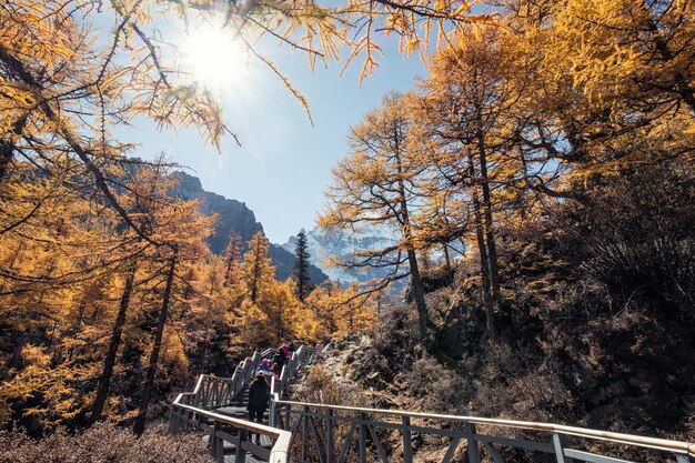 Reizigerstrekking in de herfstbos met heilige berg in zonnig bij Yading-natuurreservaat, China