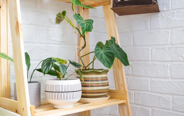 Rekken met een groep kamerplanten in het interieur Kamerplant Groeiende en verzorgende kamerplant green home