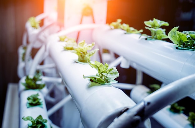 Rekken met jonge microgreens in potten onder led-lampen in verticale boerderijen op hydrocultuur