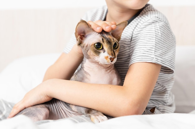 Relationship cat and human friendship with pet kid hug with\
gray canadian sphynx cat on bed emotional support animal indoor\
activity