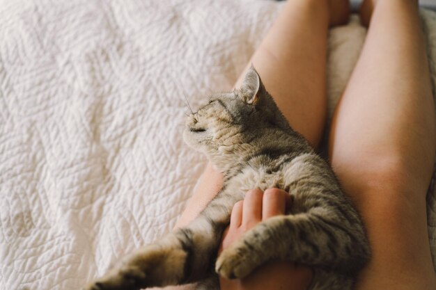 The relationship between a cat and a person The girl's hands caress the cat Cute cat of the Scottish straight Cat sleeping