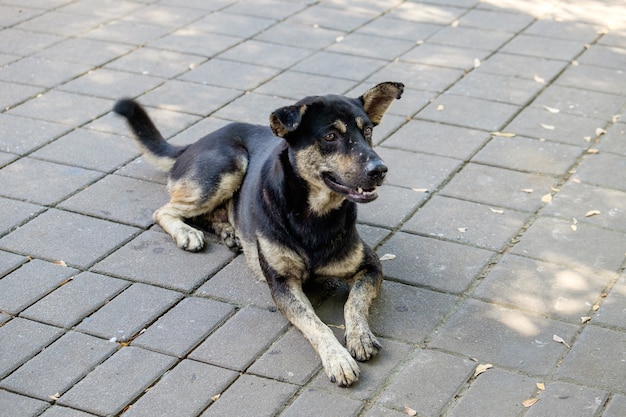 写真 黒犬をリラックス