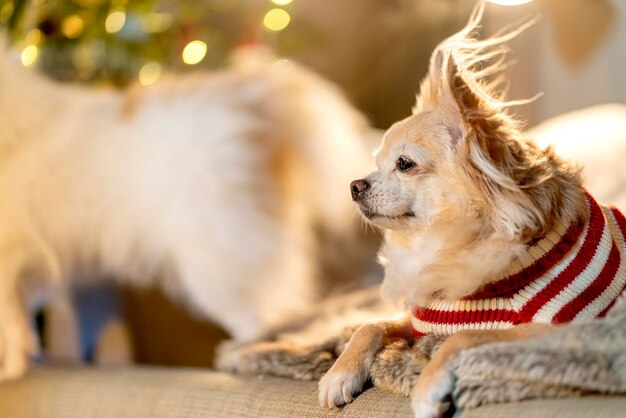 Relax casual chihuahua lapdog wear red sweater laying down on
brown sofa couchcute animal sit clam at home