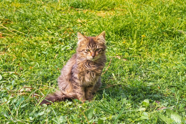 緑の芝生で子猫をリラックス