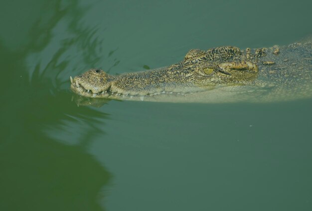 Photo the relax of mugger crocodile huge alligator