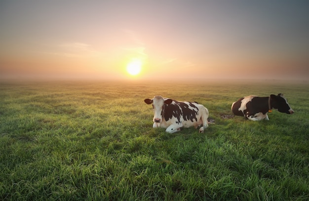 写真 日の出の牧草地でリラックスした牛