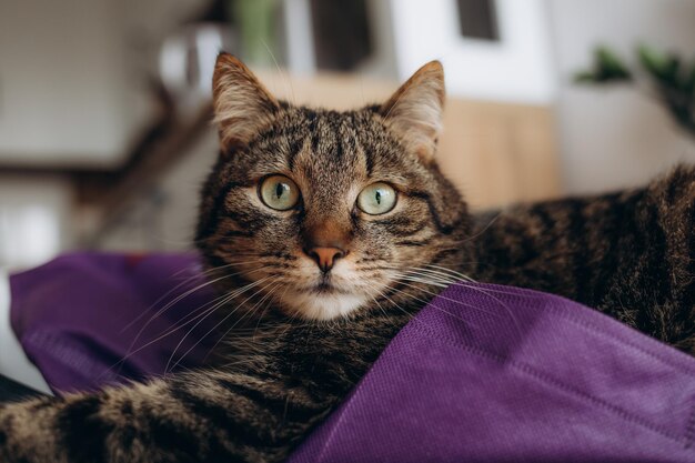 室内でくつろぐ飼い猫