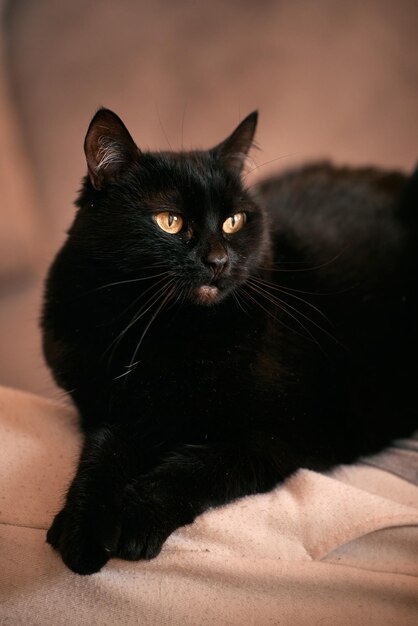 Relaxed domestic cat indoors Adorable kitty in modern interior