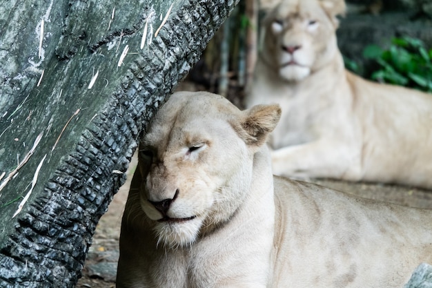 動物園でリラックスした女性アフリカンライオン