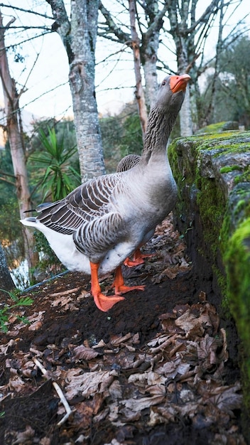 Relaxed geese on the river bank asking people for food