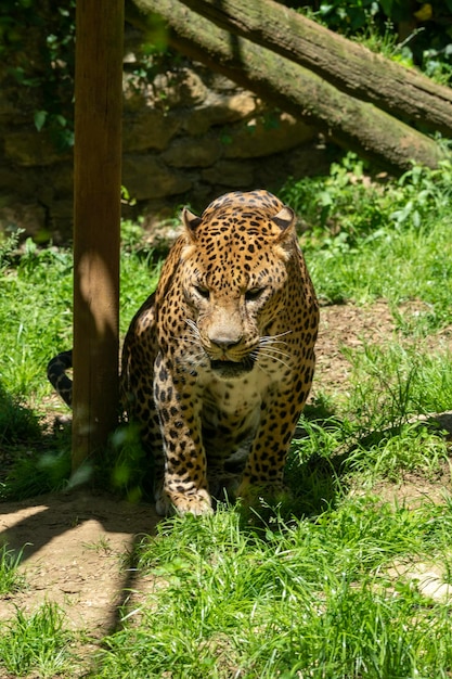 Relaxed leopard sitting on the grass looking at camera