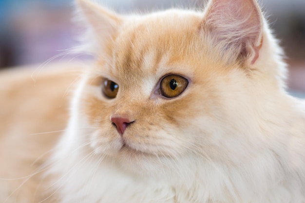 Relaxed orangewhite cat