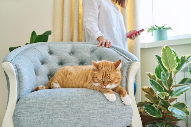 Relaxed sleeping cat on armchair woman using smartphone in defocus