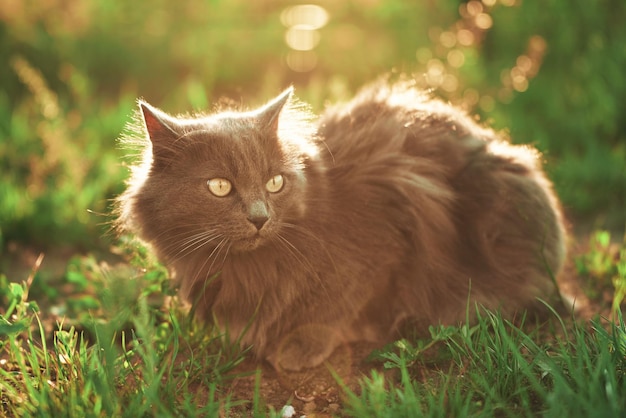 Relaxed Young Cat Enjoying the Sunny Green Garden Grey cat and sunny green garden A Cozy Moment in Nature Young domestic cat on a walk outdoors