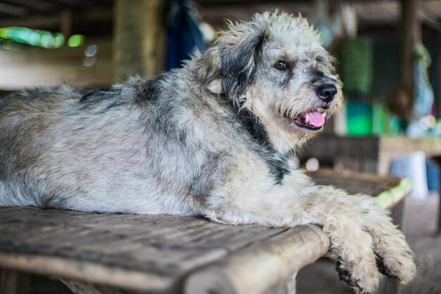 木製のテーブルに横たわっているリラックスしている犬