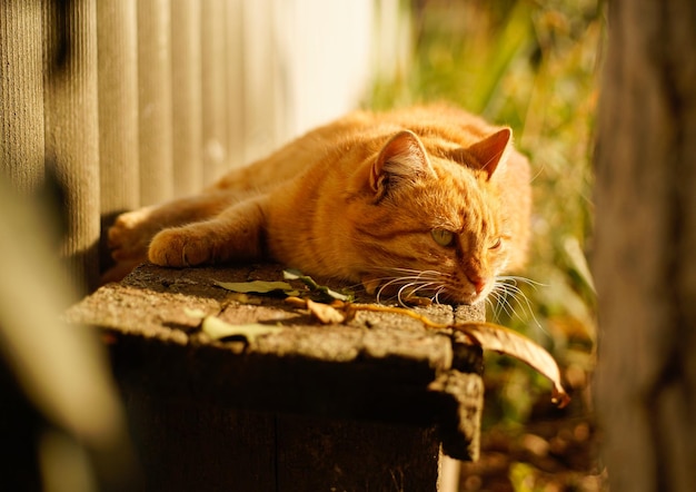 Relaxing ginger car lying on wooden bench and looking aside Front view