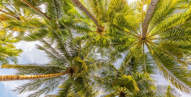 Relaxing green jungle lush palm leaves palm trees in exotic tropical forest Wild tropical jungle