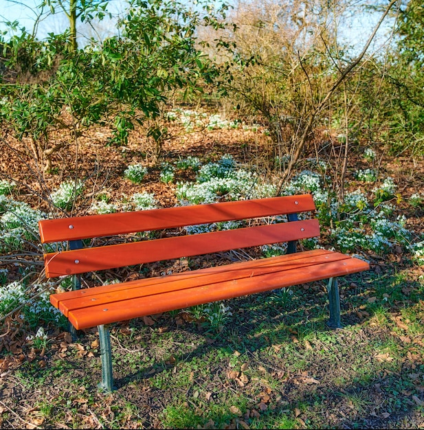 Расслабляющая и изолированная открытая деревянная скамейка весной в окружении травяных деревьев и цветов подснежника. Мать-природа, вся ее яркая листва и солнечные дни. Коричневое сиденье в земляном парке.