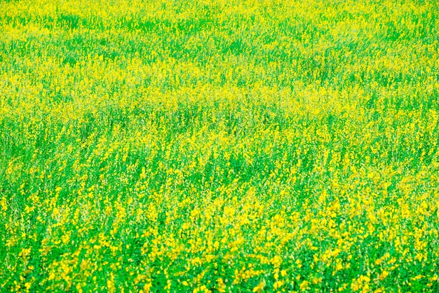 夏の日差し、春の牧草地でリラックス。