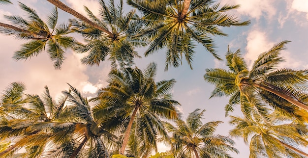 Relaxing sunset on the beach. Palm trees with sky as exotic tropical nature pattern. Natural texture