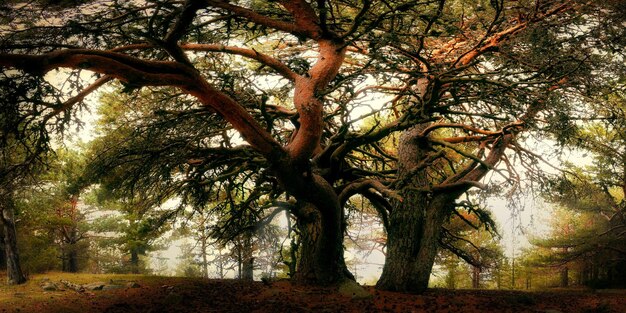 Relaxing walk in the forest on a foggy day under a big tree