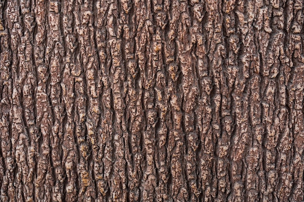 Рельефная текстура коричневой коры дерева крупным планом