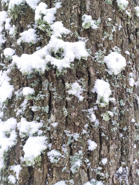 Relief texture of brown tree bark covered with moss and snow