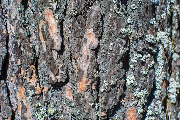 写真 森の古い樹皮のクローザップのリリーフ質感 壁紙や背景のための自然な美しい抽象的な木製のパターン表面