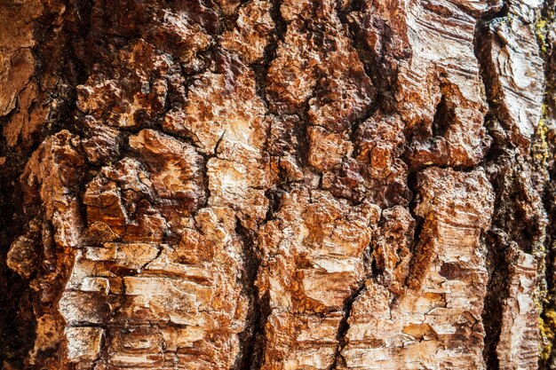 Photo relief texture of tree old bark closeup in the forest natural beautiful abstract wood pattern surface for wallpapers and backgrounds