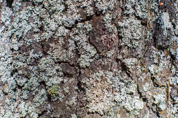 숲에서 나무의 오래된 나무 질 클로즈업의 구호 텍스처 벽지와 배경에 대한 자연스러운 아름다운 추상적인 나무 패턴 표면