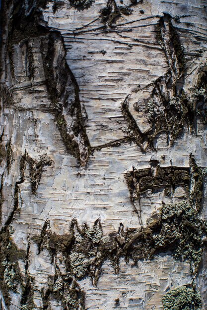 Foto reliëftextuur van boom oude schors close-up in het bos natuurlijke mooie abstracte houten patroon oppervlak voor wallpapers en achtergronden