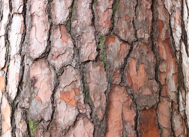 Reliëftextuur van boomschors Natuur houten achtergrond