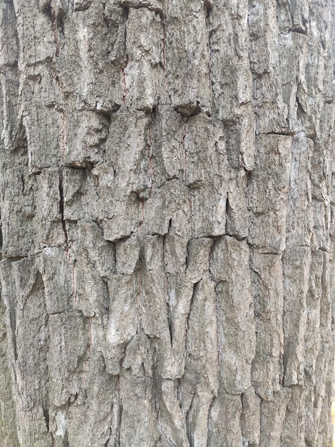Reliëftextuur van bruine boomschors Foto van een boomschorstextuur