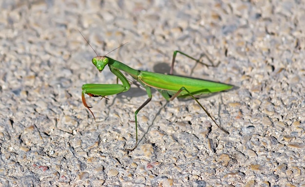 아스팔트에 종교적인 mantes