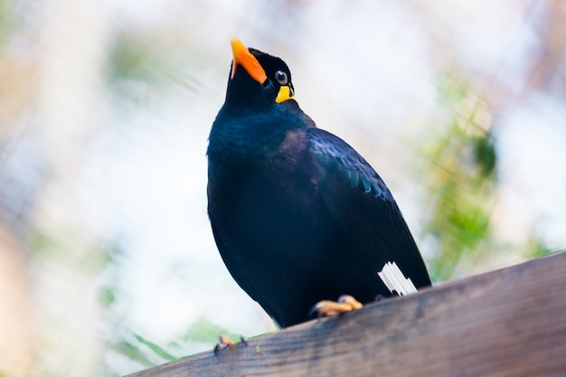 The religious mine at Bird Conservation Center