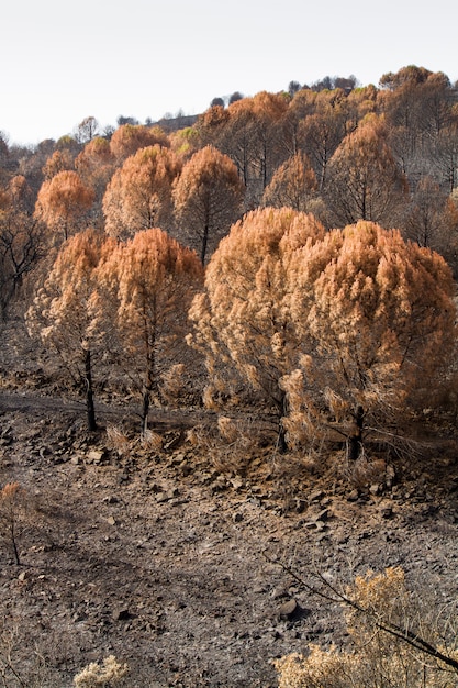 Foto resti di un incendio boschivo