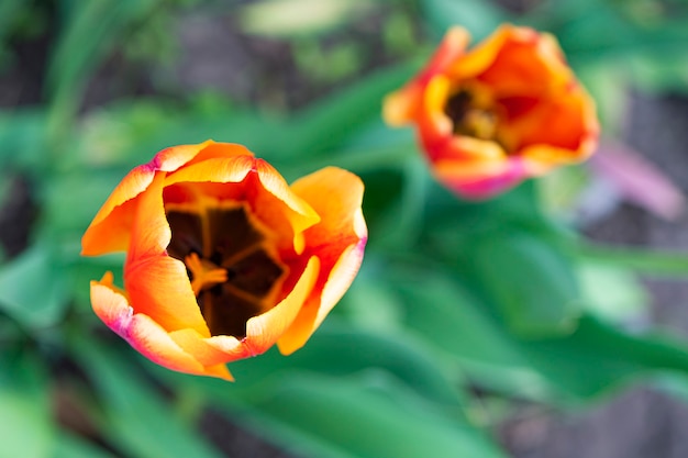 Rembrandt Tulpen in crème en rood op perceel op een groene achtergrond van gebladerte. Detailopname