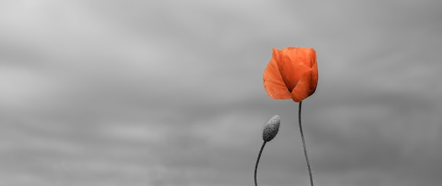 追悼の日、退役軍人の日、コンセプトを忘れないように。赤いポピーの花と美しい自然の背景