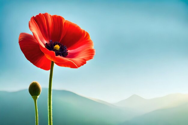 remembrance poppy