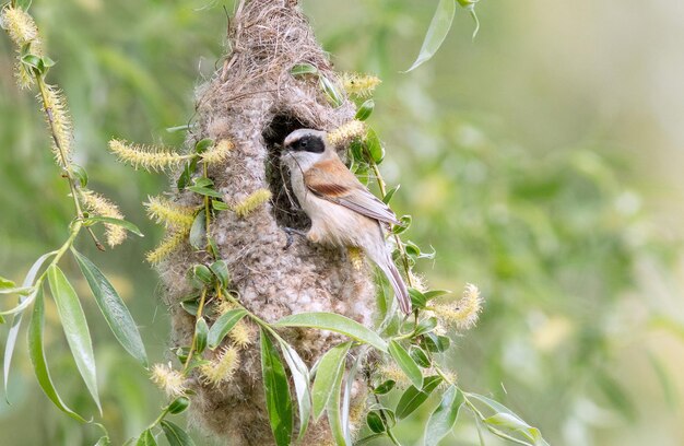 Remez bouwt zijn nest in de lente op een wilgenboom