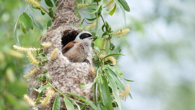 remez builds a nest on a tree in spring