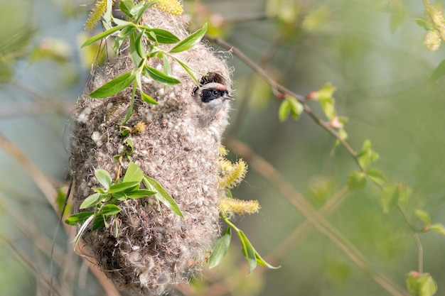 Remez tit builds a nest on a willow branch