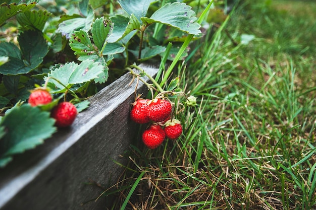 Photo remontant strawberry ripen in the garden copy space