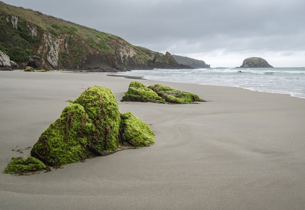 remote beach with mossy rocks in foreground during overcast day allans beach dunedin new zealand