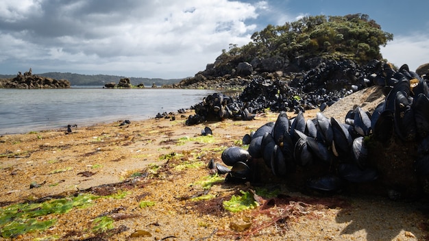 Remota spiaggia con sabbia arancione e ostriche rannicchiata isola di rocksulva isola di stewart nuova zelanda