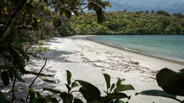 Remote beach with white sand partially framed by tree branches stewart island new zealand