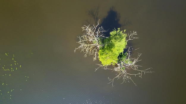 Remote islet in the middle of a pond