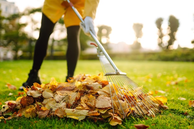 Removal of leaves in autumn garden Rake pile of fallen leaves on lawn in autumn park Volunteering