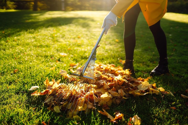 Removal of leaves in autumn garden Rake pile of fallen leaves on lawn in autumn park Volunteering